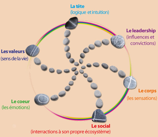 Cycle du changement, de la formation et de l'accompagnement interculturel | HB Coaching